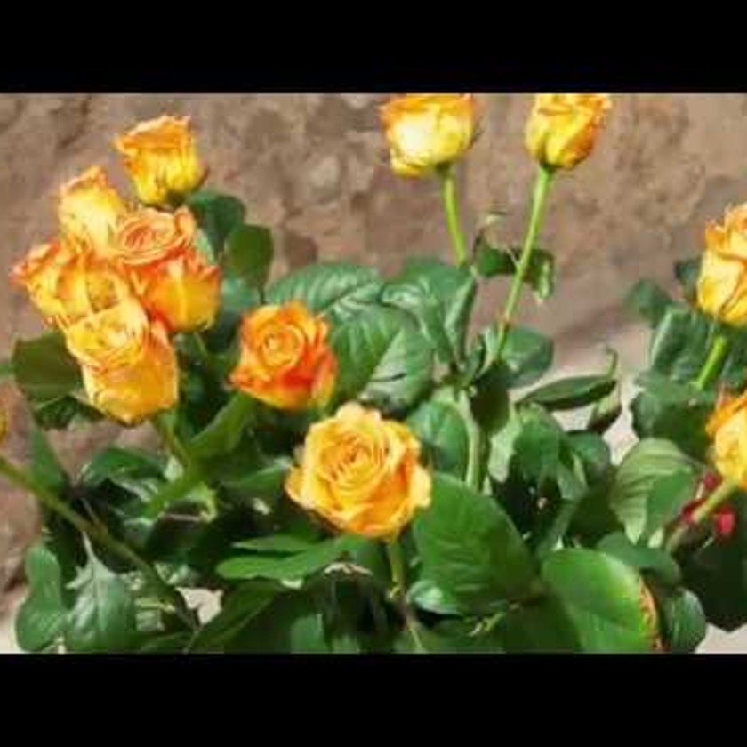 Sant Jordi, un passeig per les Rambles de Barcelona